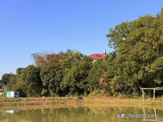 遛娃休闲两不误，在长沙“小禾木”邂逅12月初的灿烂风光！