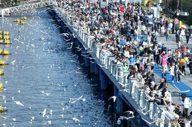 昆明人私藏观鸥地图+观杏！滴滴6折立减35元打车券直接薅