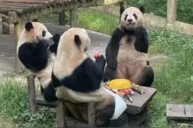 熊猫吃西瓜、河马泡澡......重庆动物园为动物们送清凉图片