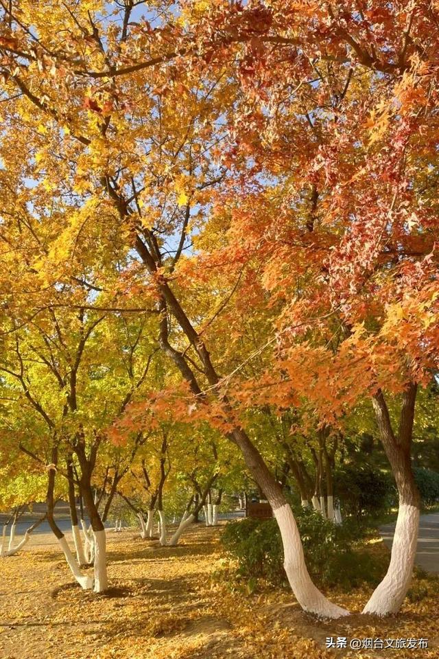 【乐游烟台】低头捡个秋！我收藏了整个烟台的秋天