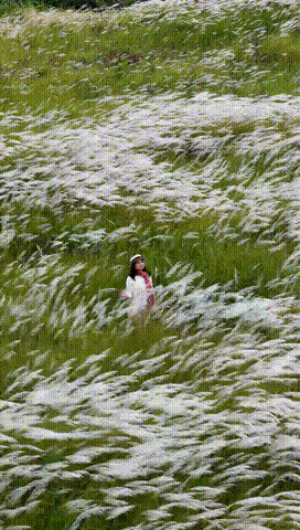 在多彩花海间，邂逅湛江的浪漫初冬！