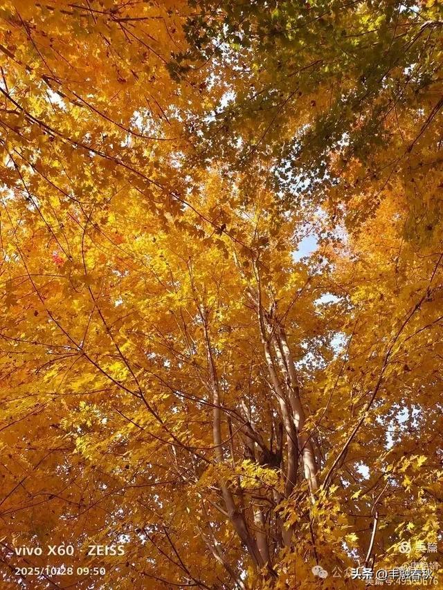 丹枫映秋,枫彩满楼|申艳娟