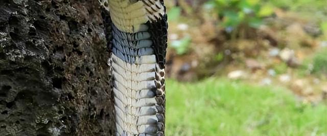 女子徒步误将蛇窝当“野生蹦床”？网友认为是过山峰！你觉得呢？