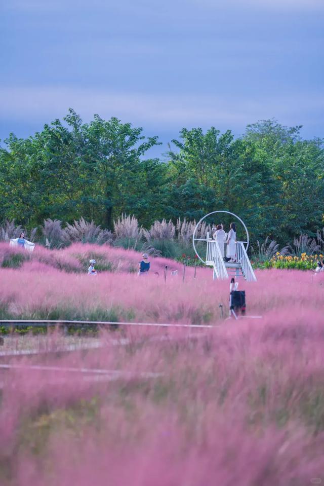 收藏!成都5个小众粉黛子花海,绝美0门票、拍照超出片