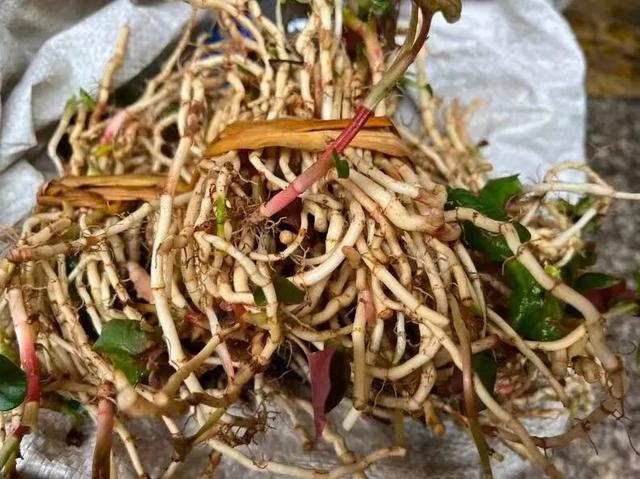 藏在贵阳菜市场的秋天，10块钱就能买到的快乐