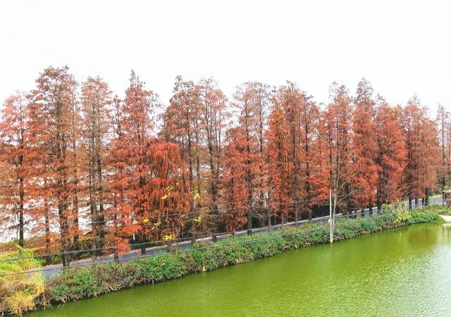 图集|三水乐平落羽杉美如画，邀您赴冬日浪漫之约