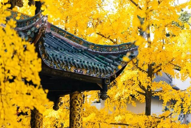 【美丽四川】一年一度朋友圈银杏比美时刻又来了！