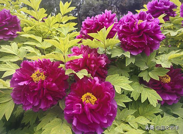 西安市金光门牡丹苑2万株牡丹花盛开市民游客爆棚争相赏花留影