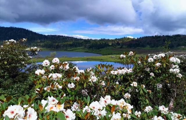 漫步云端，撞见磅礴花事丨15秒看云南