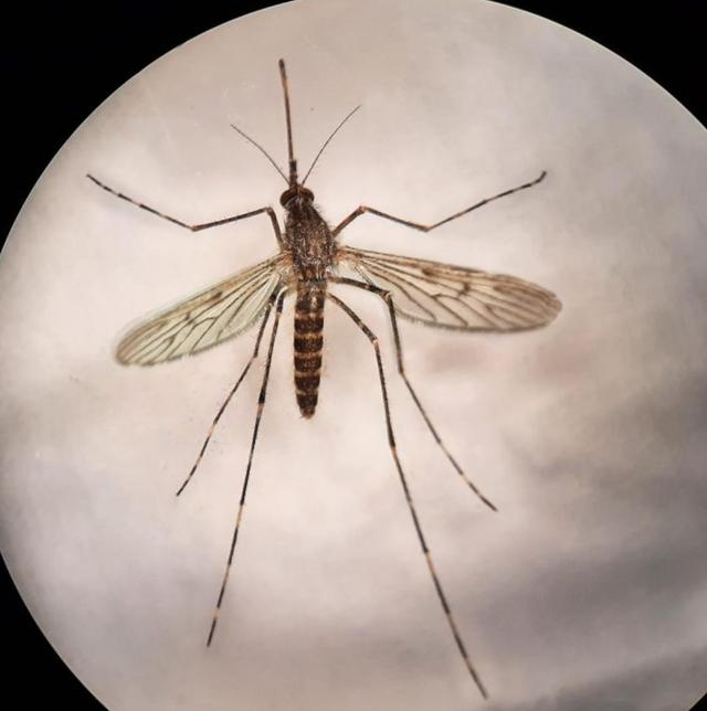 蚊子首次入侵冰岛！最后的堡垒已经陷落？究竟是什么品种？