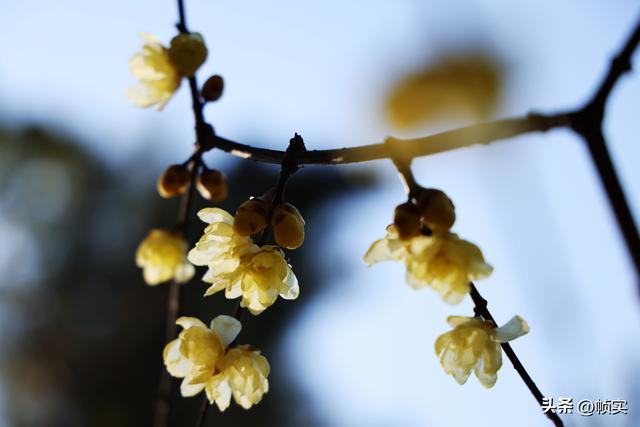 “蜡”么美“蜡”么香，上海公园蜡梅绽放即将迎来盛花期