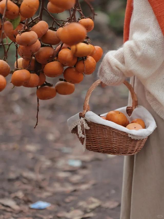 就这一口柿子，盼到冬天了！