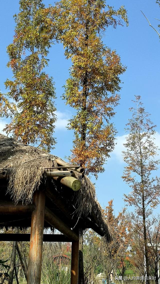 这几日的阳光很给力，银杏、乌桕、水杉相继上线。