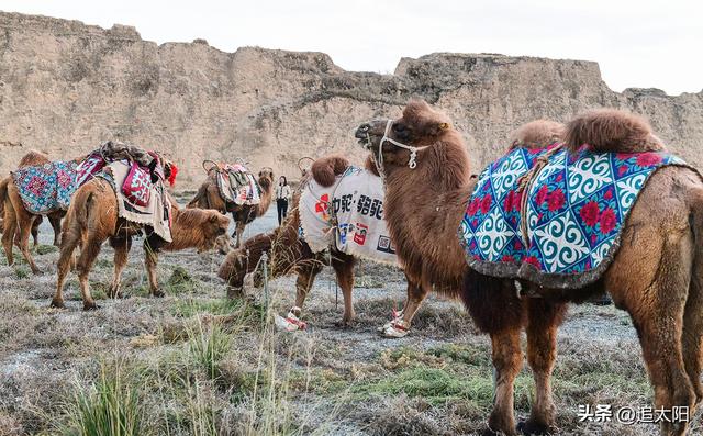 初冬，古城迎来西行客