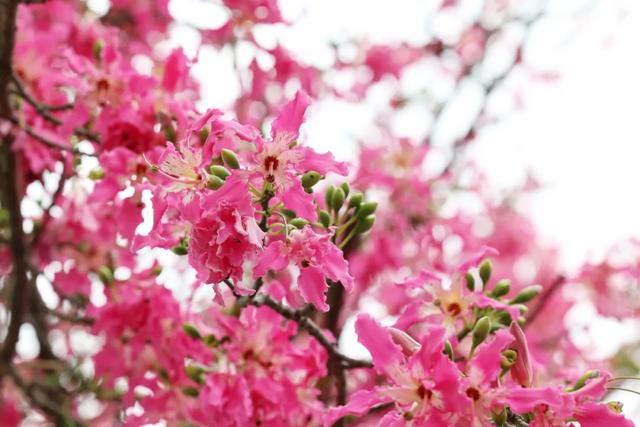 美翻了!石碣街头异木棉盛放,一树树粉花演绎都市浪漫