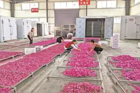 宣汉“花经济”赋能乡村振兴图片