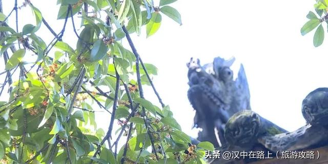 秋雨落汉中，桂香漫全城（最佳赏桂打卡点推荐）