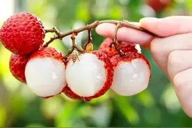 种植荔枝的地方那么多，或只有这5个产区种植荔枝更好吃图片