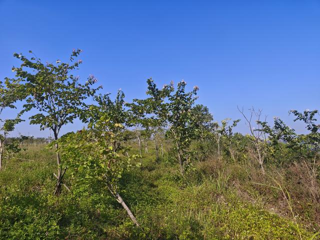 塘朗山郊野公园[绿平二路入口]骑行爬坡好地方