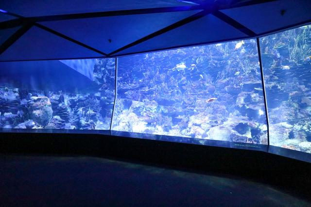 香港海洋公园，缆车俯瞰山海，探梦幻水族馆，假日亲子游的好去处