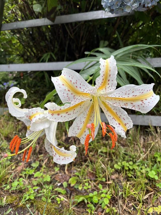 雨中游雕刻之森美术馆