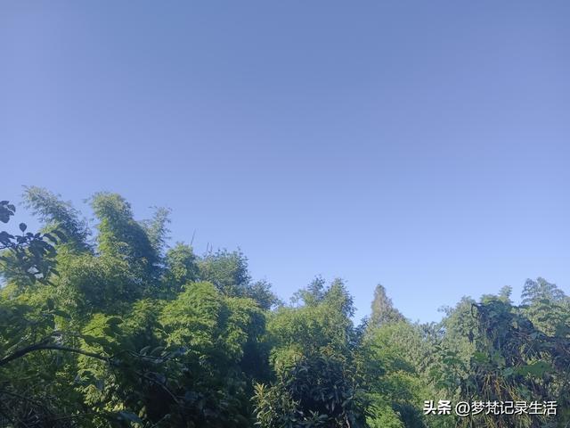 肉松的心思不难猜，低气压制造者每天都在源源不断地生产低气压