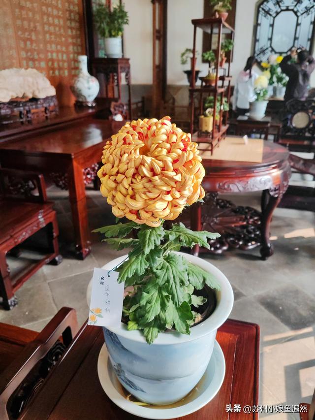 2025苏州狮子林菊展：赴一场比《甄嬛传》存菊堂更盛的秋日菊宴