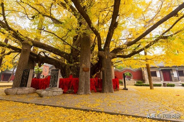 十大银杏观赏地之一的山东浮来山真的黄了！