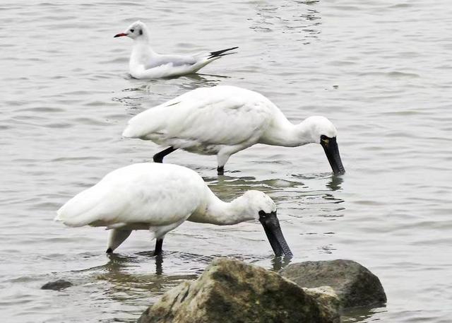 快乐的25/26深圳湾候鸟季