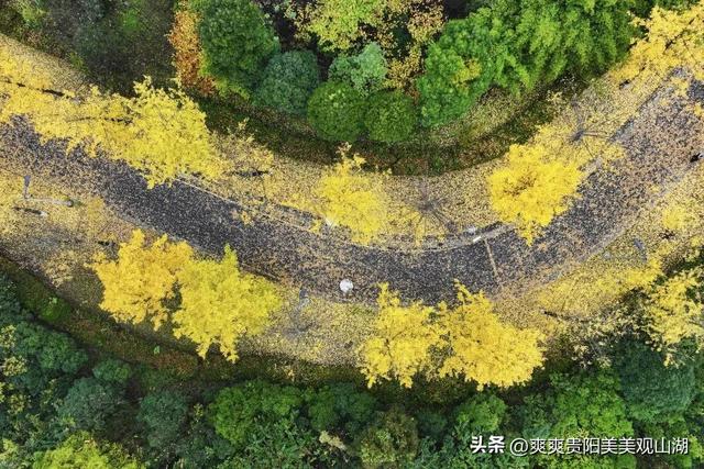 观山湖藏着一封金色情书，落款是银杏与梧桐（附最全攻略）