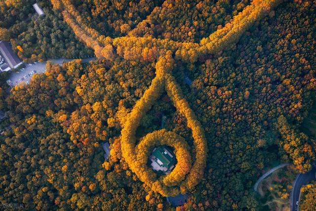 石象路银杏黄了！秋日南京必走的几条经典路线