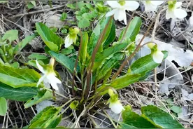 甜地丁、紫花地丁，你家田埂上的"蓝蝴蝶"找到它们算是捡到宝了！图片