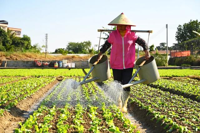 石碣好 “景”!拥抱生态绿地,感受田园风光~