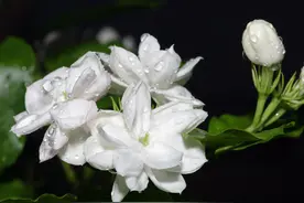 补水皇后-茉莉纯露 好物推介图片