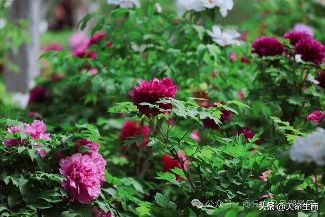 商丘市日月湖景区牡丹花开