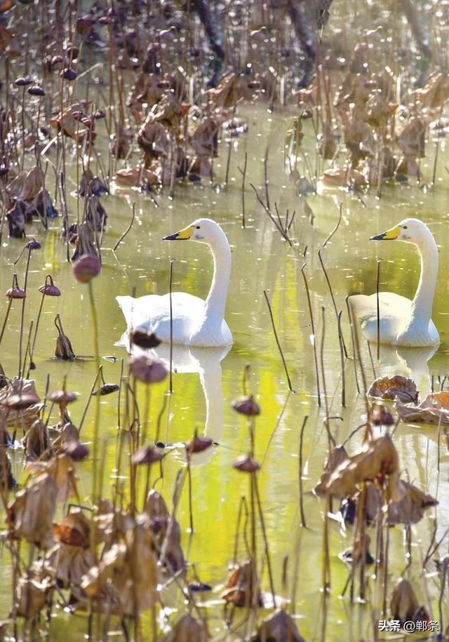 美在邯郸丨水韵鹅城 生态诗篇
