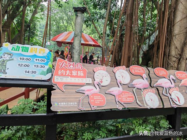 参观广州长隆野生动物园，全程感觉眼累手累腿不累