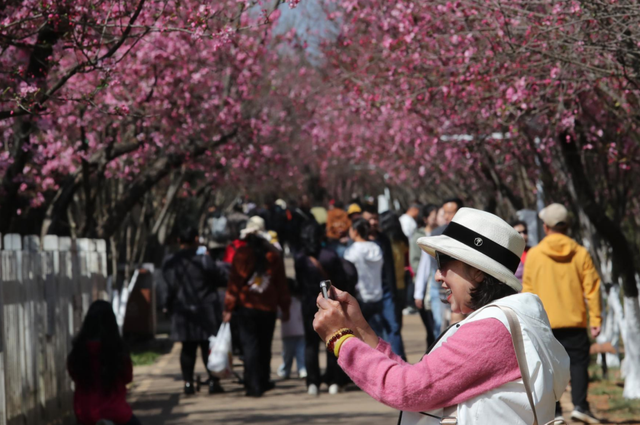 顶流回归！一年一度的“圆通樱潮”来了