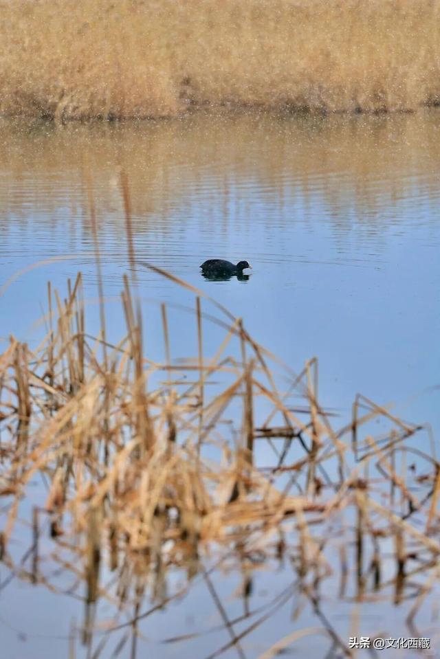 下次有朋友去拉萨，除了布达拉宫，请告诉他一定要逛逛这里