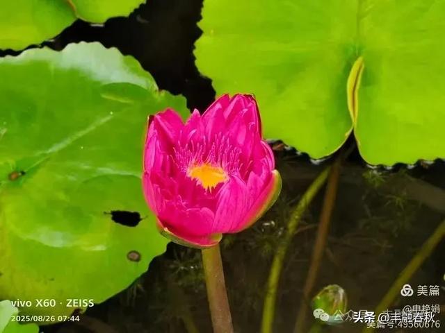 紫竹院竹荷季:一园清风里的诗意相逢| 申艳娟