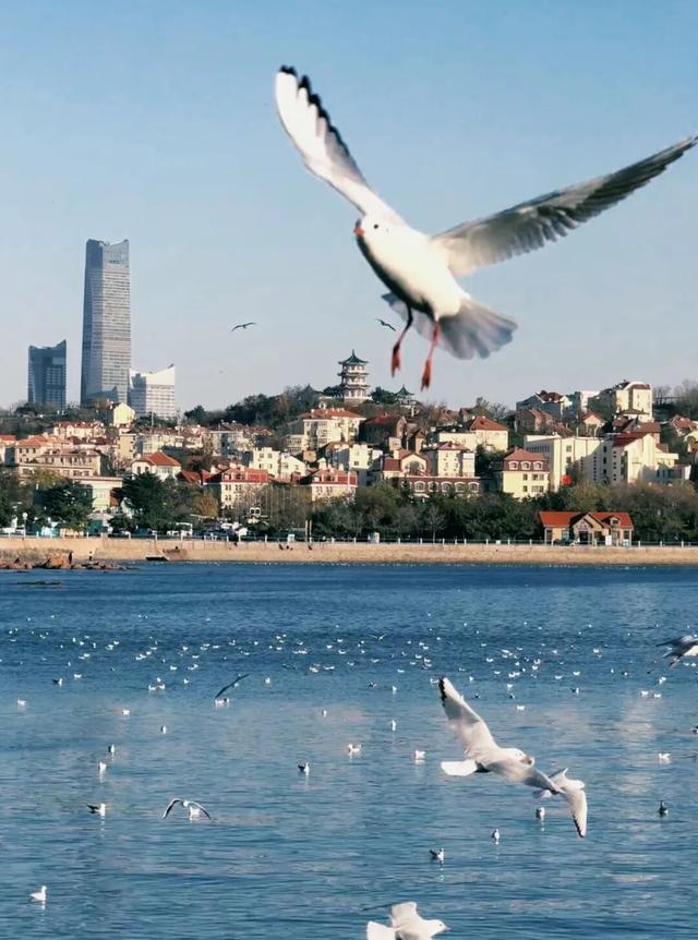 6处入选！市南绝美表白地，是一眼沦陷的程度！