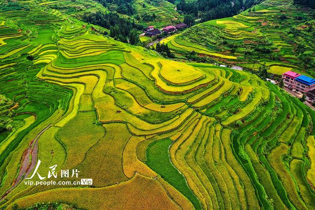 广西融水：秋染苗山“丰”景美