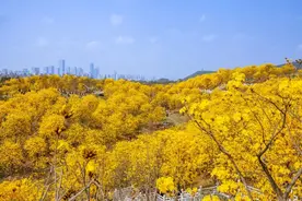 127家！广西“一票3日使用制”景区名单发布→图片