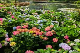 3000张门票免费送！武汉植物园五一开启“自然邂逅科技”跨界嘉年华​​图片