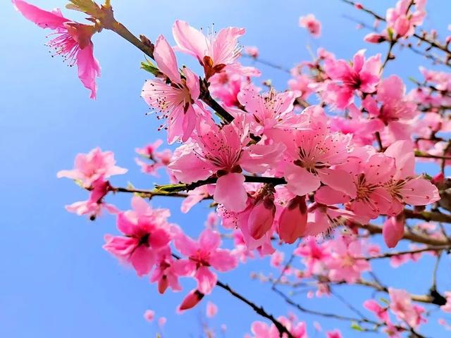 不枉等了一年！宁德赏桃花地图，春日顶流浪漫暴击~