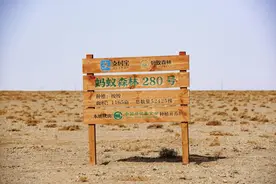 蚂蚁森林里藏着的隐秘"赚钱江湖"图片