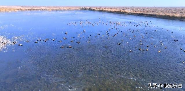 天山南麓现奇观，野鸭成群越冬，西北严寒中绽放生命奇迹