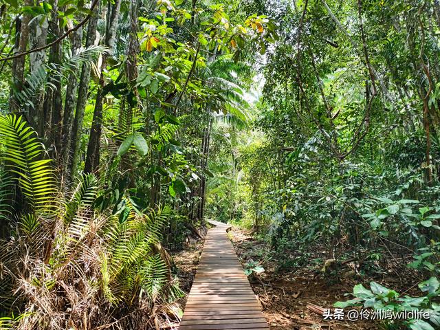 马来西亚(35)砂拉越州⑨峇哥国家公园徒步线路