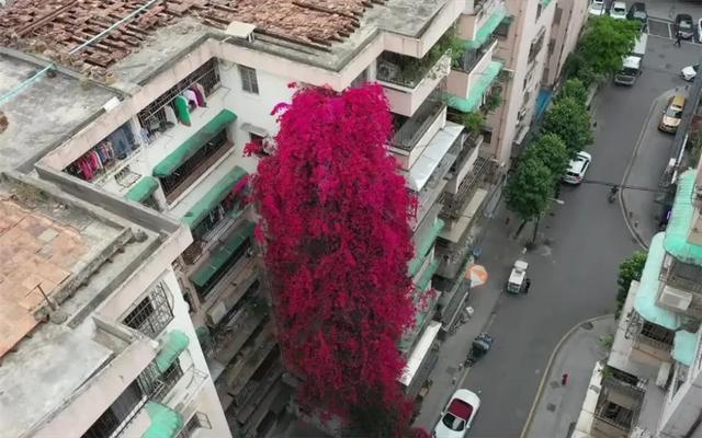 看,高27米“花瀑布”从楼顶倾泻而下!