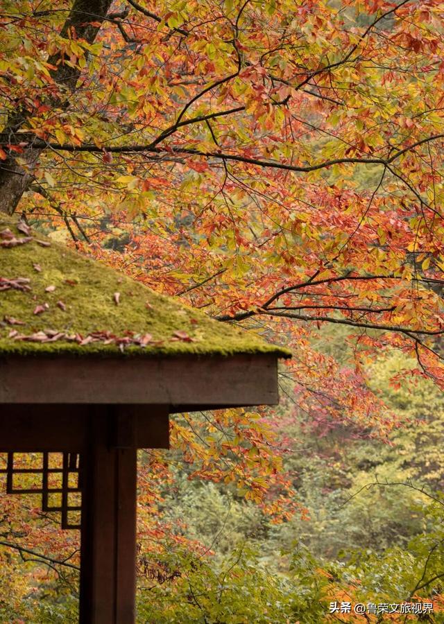 光雾山：川陕腹地的红叶秘境与千年回响